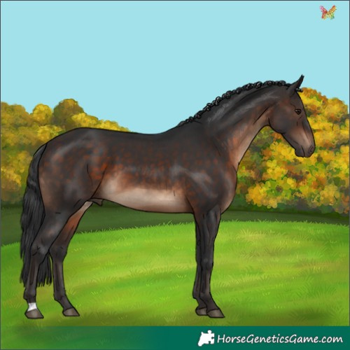 Horse Color:Brown 