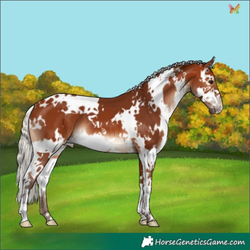 Horse Color:White Spotted Silver Bay Splash 