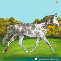 Horse Color:Watercolor White Spotted Gold Champagne Ice Dun Splash Rabicano 