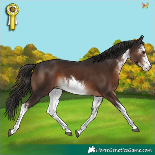 Horse Color:White Spotted Liver Chestnut 
