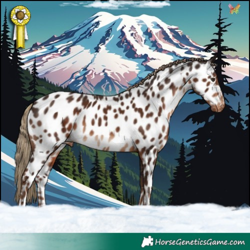 Horse Color:Liver Chestnut Appaloosa 