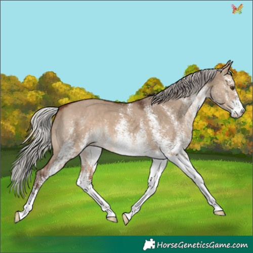 Horse Color:White Spotted Silver Brown Dun 