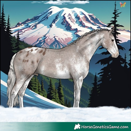 Horse Color:White Spotted Silver Black Appaloosa 