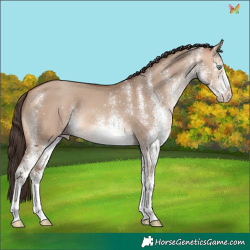 Horse Color:White Spotted Amber Champagne Dun 