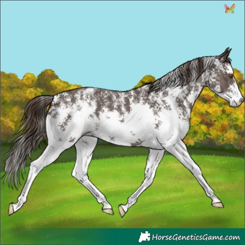 Horse Color:Liver Chestnut Sabino 
