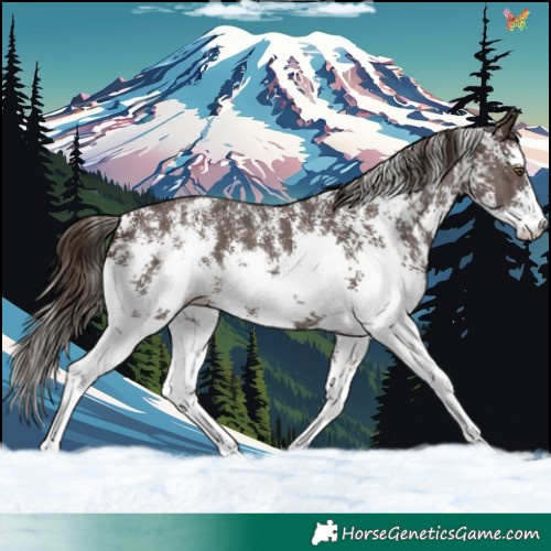 Horse Color:Liver Chestnut Sabino 