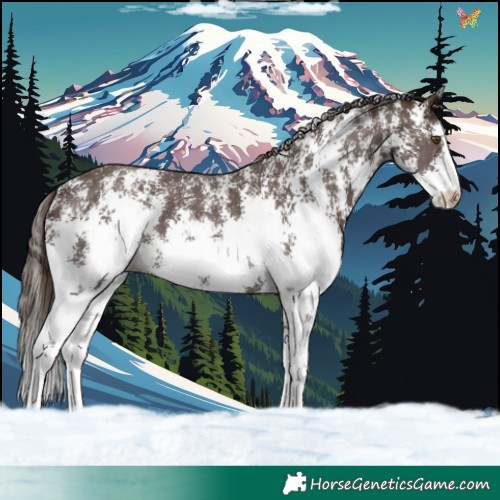 Horse Color:Liver Chestnut Sabino 