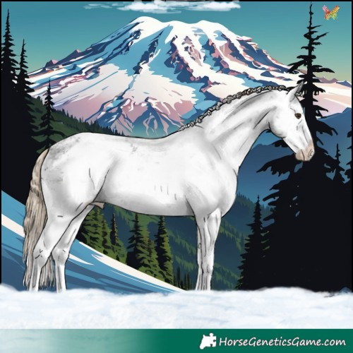 Horse Color:White Spotted Liver Chestnut Sabino Appaloosa 