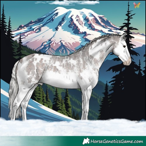 Horse Color:White Spotted Silver Bay Splash Appaloosa 