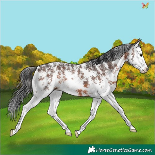 Horse Color:Brown Sabino Splash 