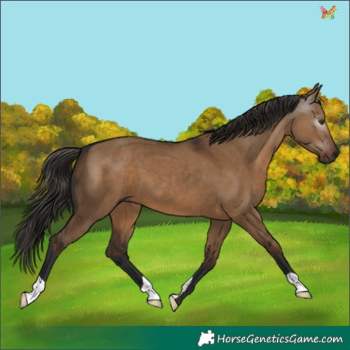 Horse Color:Gray Liver Red Dun