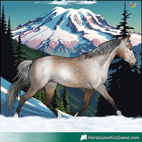 Horse Color:Gray Liver Red Dun 