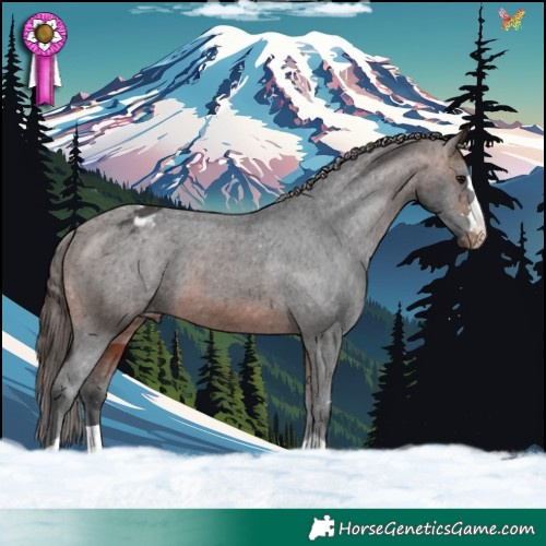 Horse Color:Brown Appaloosa 