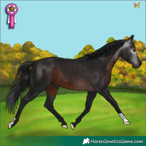 Horse Color:Gray Brown 