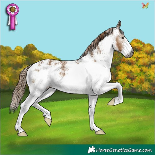 Horse Color:Gray White Spotted Liver Red Dun