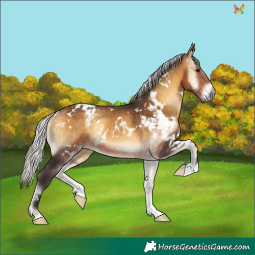 Horse Color:White Spotted Silver Buckskin Onyx 