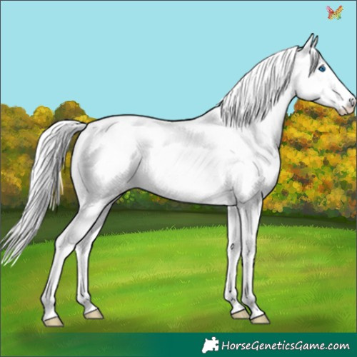 Horse Color:White Spotted Cremello Dun Splash