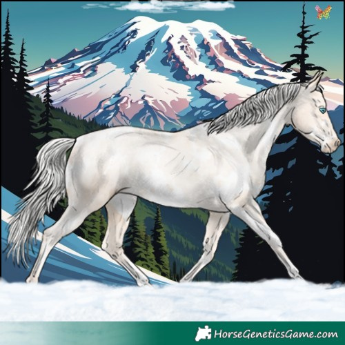 Horse Color:White Spotted Silver Buckskin Pearl Appaloosa 