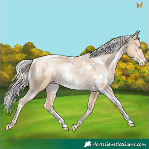 Horse Color:White Spotted Silver Buckskin Pearl Appaloosa