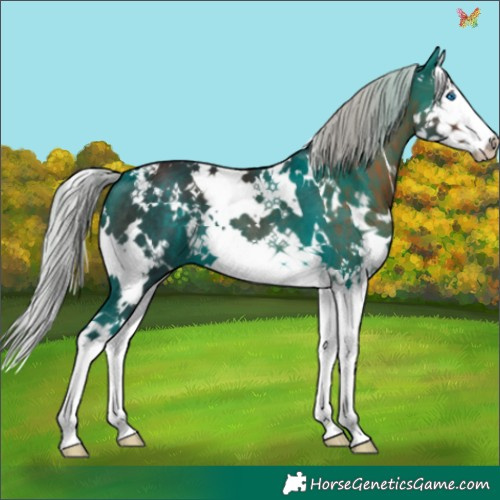 Horse Color:White Spotted Silver Brown Splash 