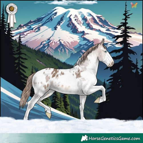 Horse Color:White Spotted Brown Dun Splash Appaloosa 