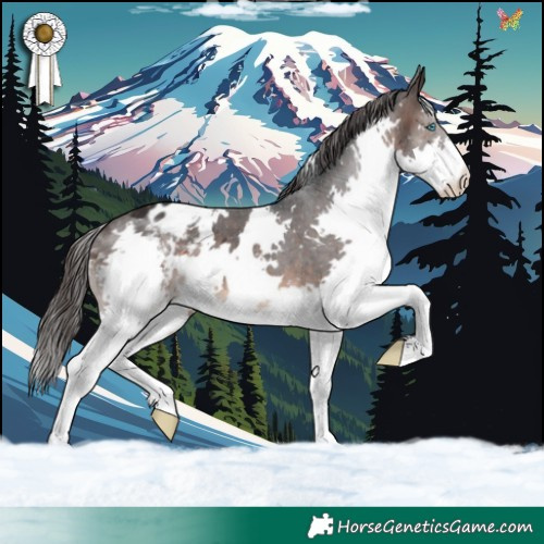 Horse Color:White Spotted Brown Splash Appaloosa