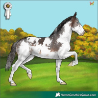 Horse Color:White Spotted Brown Splash Appaloosa 