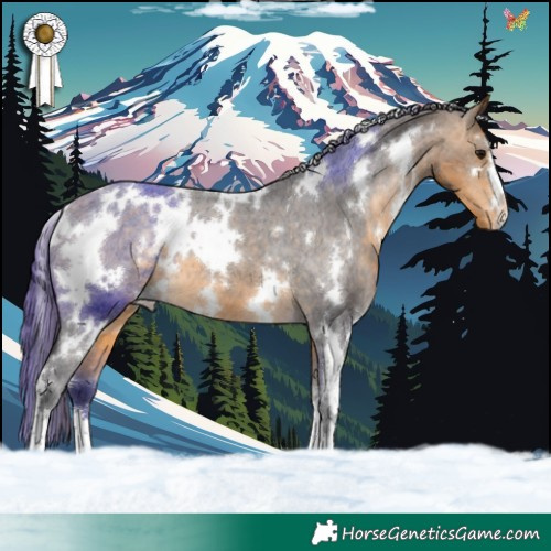 Horse Color:White Spotted Buckskin Appaloosa 