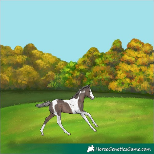 Horse Color:Silver Black Tobiano Appaloosa 
