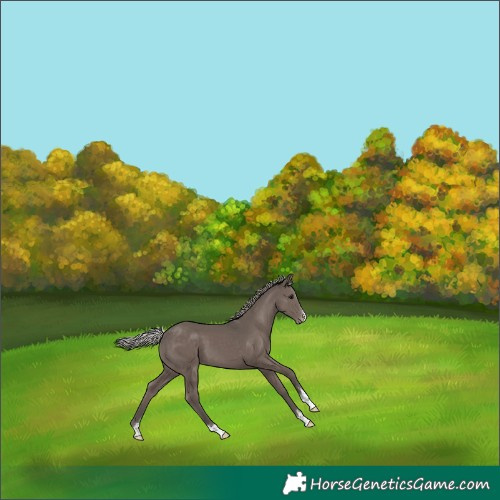 Horse Color:Silver Black Appaloosa 
