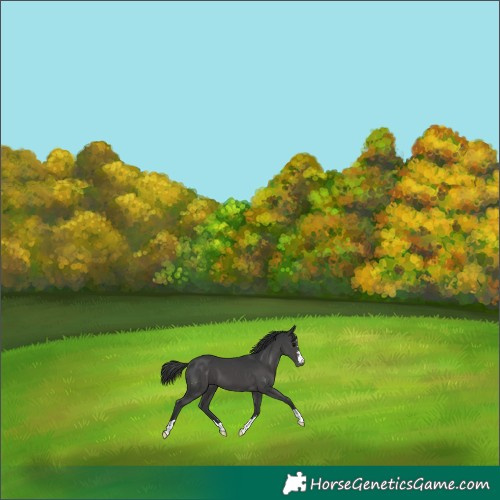 Horse Color:Black Appaloosa 