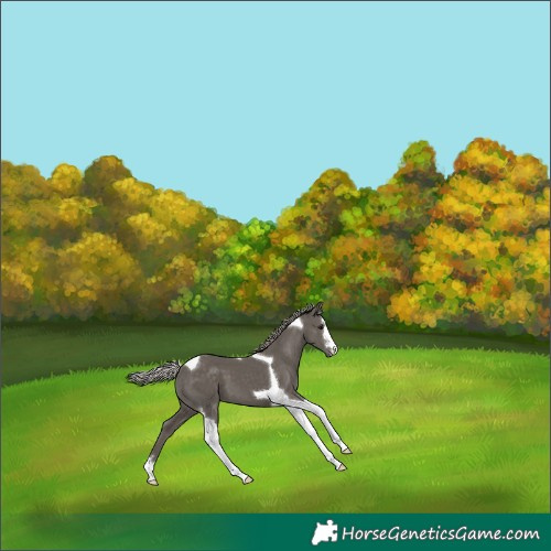 Horse Color:Silver Black Tobiano 