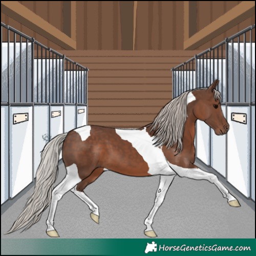 Horse Color:Silver Black Tobiano 