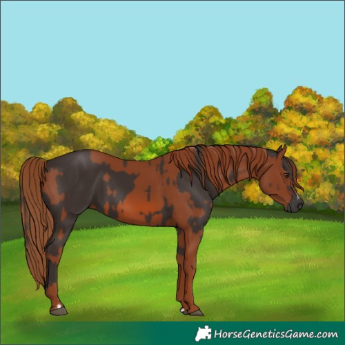 Horse Color:Liver Chestnut  and Chestnut 
