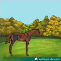 Horse Color:Liver Chestnut  and Chestnut 