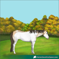 Horse Color:Buckskin Sabino Frame