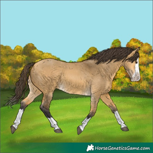 Horse Color:Buckskin Dun Splash 