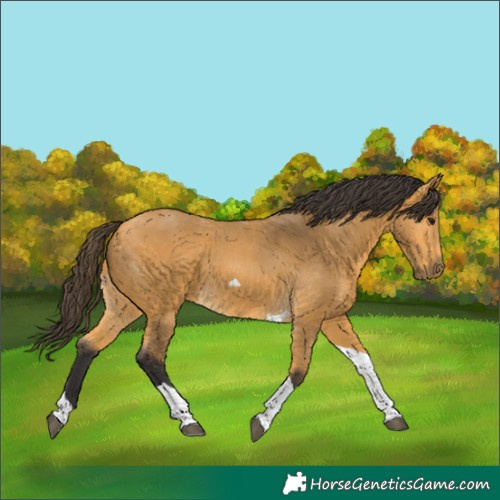 Horse Color:Buckskin Tobiano 