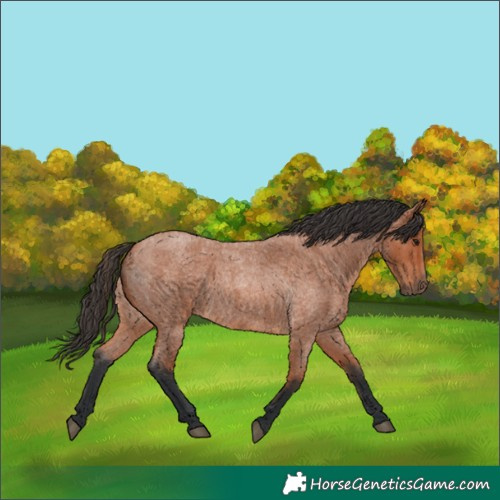 Horse Color:Bay Roan 