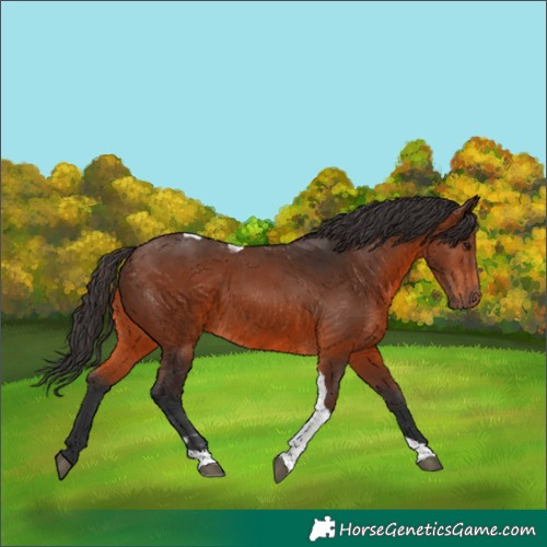 Horse Color:Brown Tobiano 
