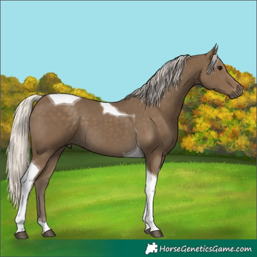 Horse Color:Silver Smoky Black Tobiano
