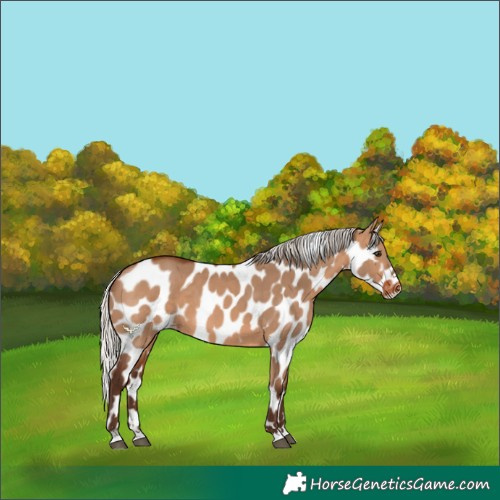 Horse Color:Silver Brown Dun Appaloosa 