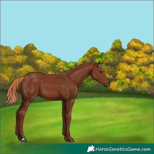 Horse Color:Chestnut 