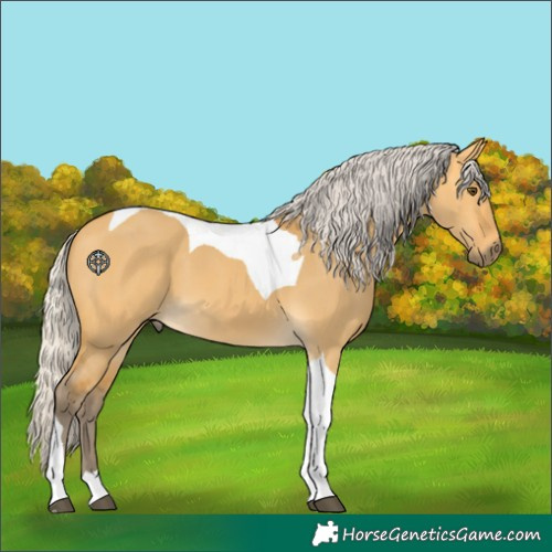 Horse Color:Silver Buckskin Dun Tobiano 