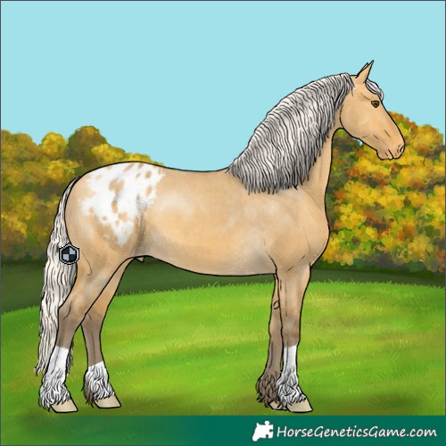 Horse Color:Silver Buckskin Dun Appaloosa