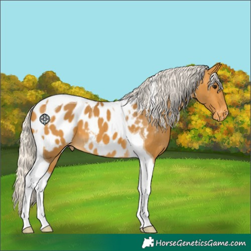 Horse Color:Silver Buckskin Tobiano Appaloosa