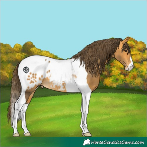Horse Color:Buckskin Tobiano Appaloosa