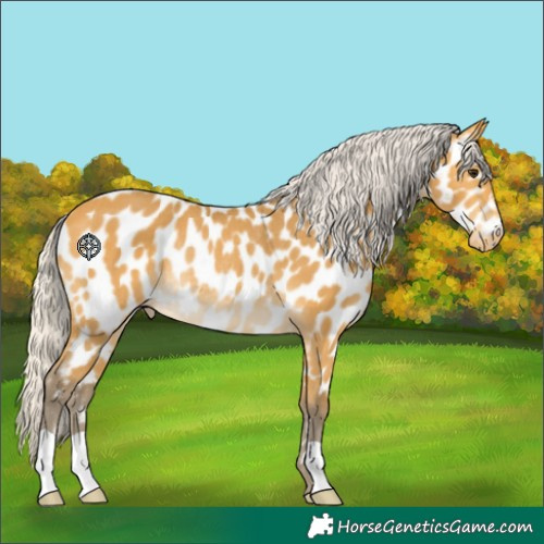 Horse Color:Silver Buckskin Appaloosa Rabicano 