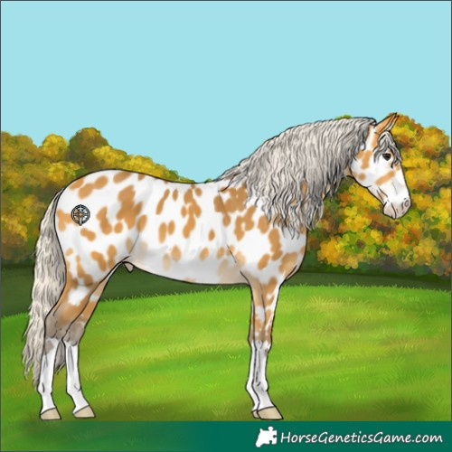 Horse Color:Silver Buckskin Appaloosa 