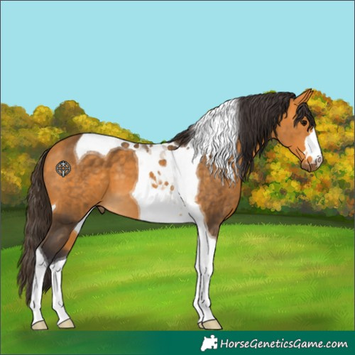 Horse Color:Buckskin Tobiano 